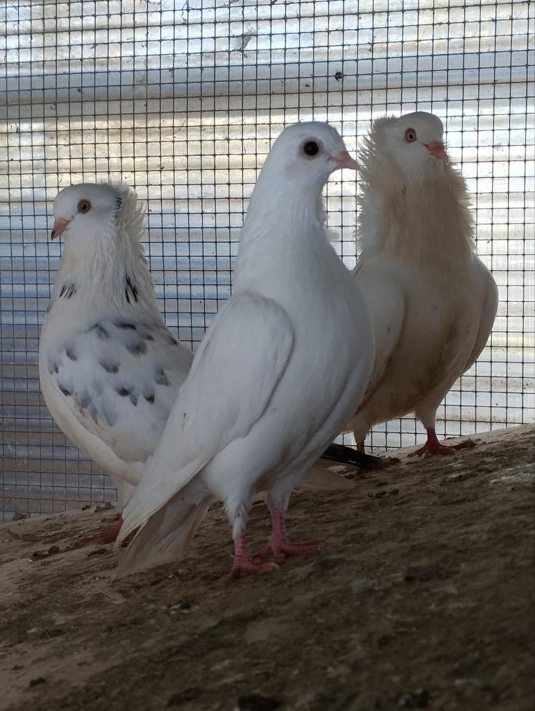 Sierduiven, Dieren en Toebehoren, Vogels | Duiven