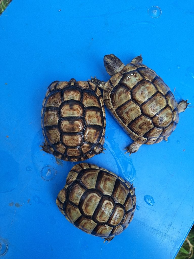 Testudo Marginata 85 €, Ophalen