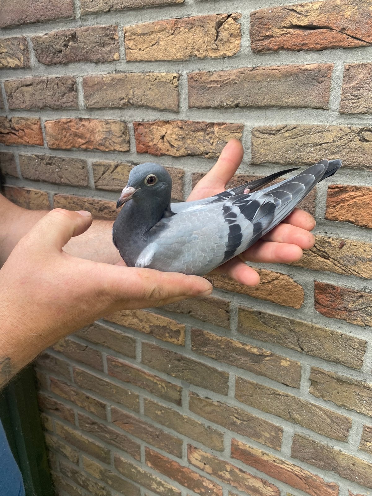 Jonge doffer 2026 Barcelona Racer, Dieren en Toebehoren, Vogels | Duiven, Mannelijk, Postduif