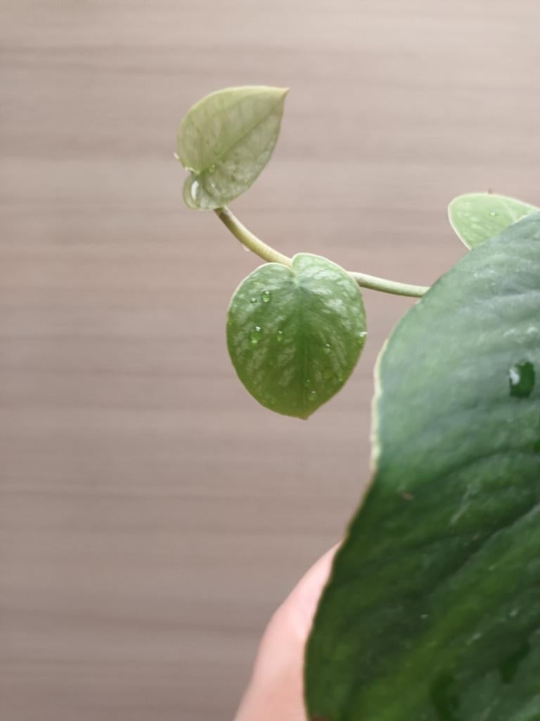 Monstera dubia, Ophalen of Verzenden