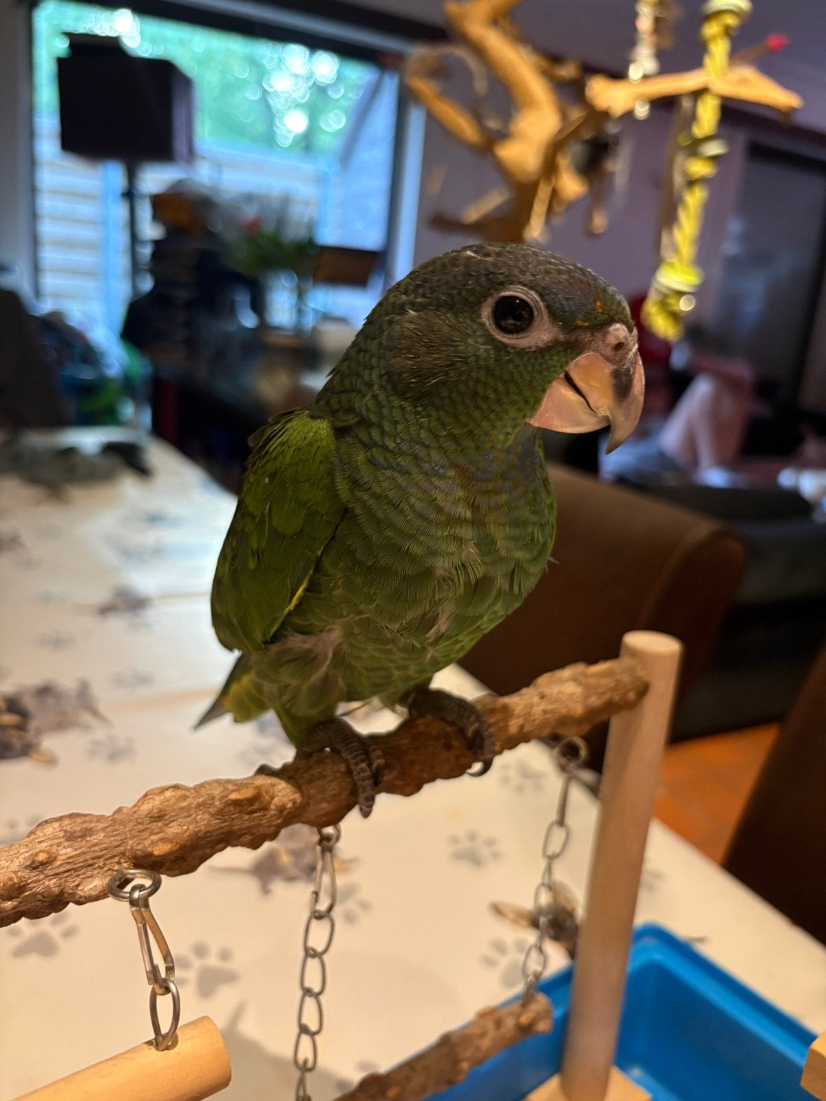 Prachtige jonge Blauwkoppionus (Pionus menstruus), Dieren en Toebehoren, Geslacht onbekend, Papegaai, Geringd