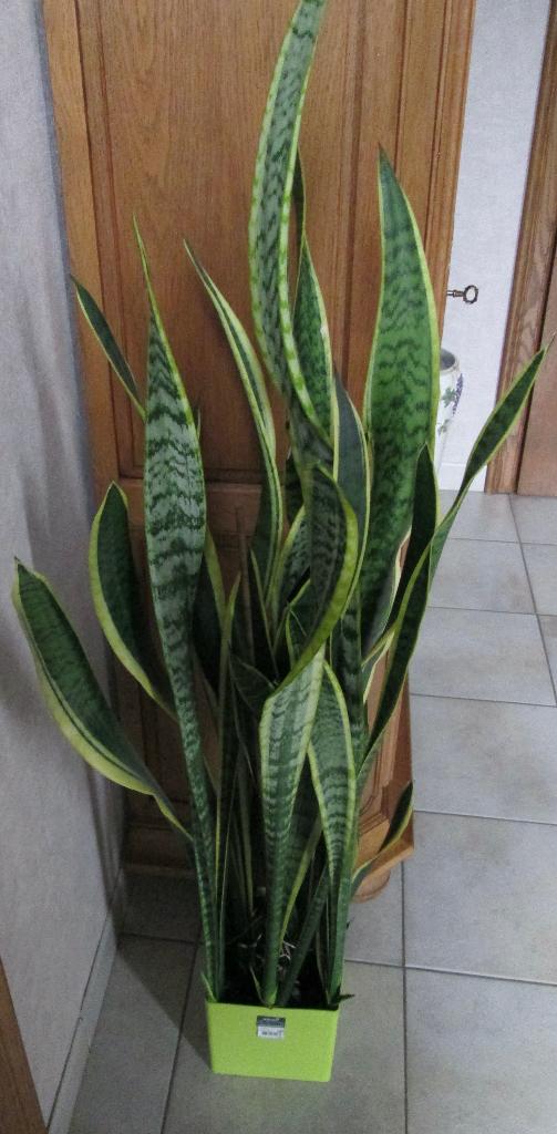 sanseveria ( vrouwentongen), Huis en Inrichting, Kamerplanten, Ophalen, 100 tot 150 cm, Overige soorten, Halfschaduw