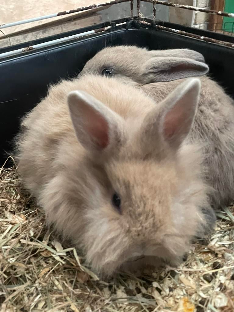 Beaux jeunes lapins nains, Plusieurs animaux, Petit, 0 à 2 ans