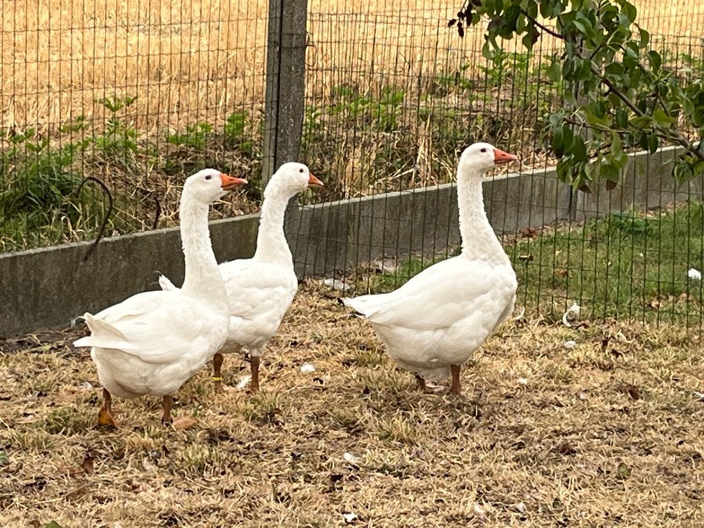 Ganzen, Dieren en Toebehoren, Meerdere dieren, Gans of Zwaan