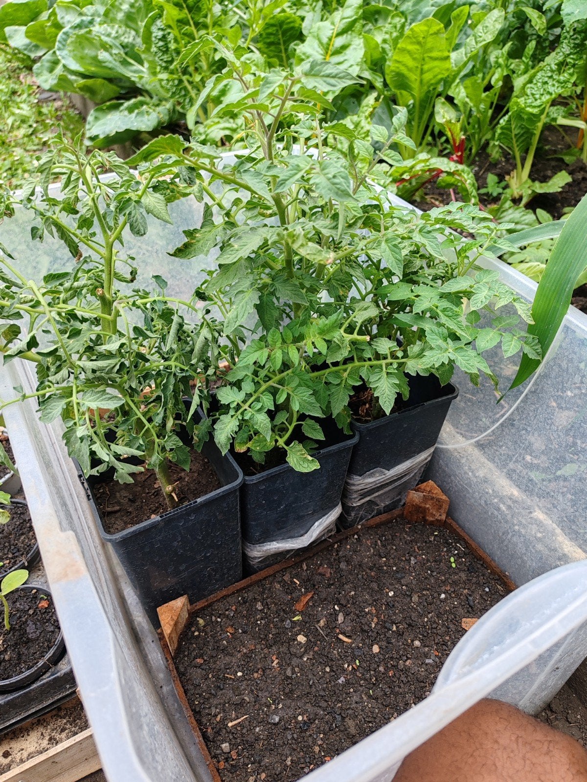 Plant de tomate dernière chance Namur, à planter >> mi août, Jardin & Terrasse, Enlèvement