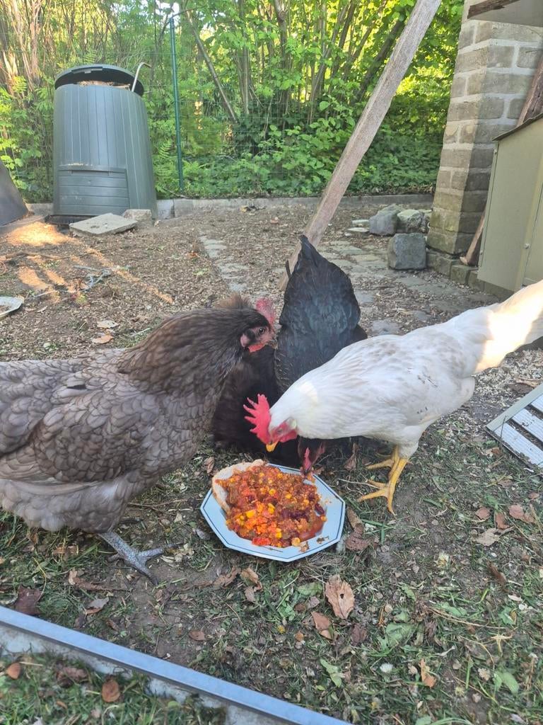 4 kippen + hok, chickenguard en toebehoren