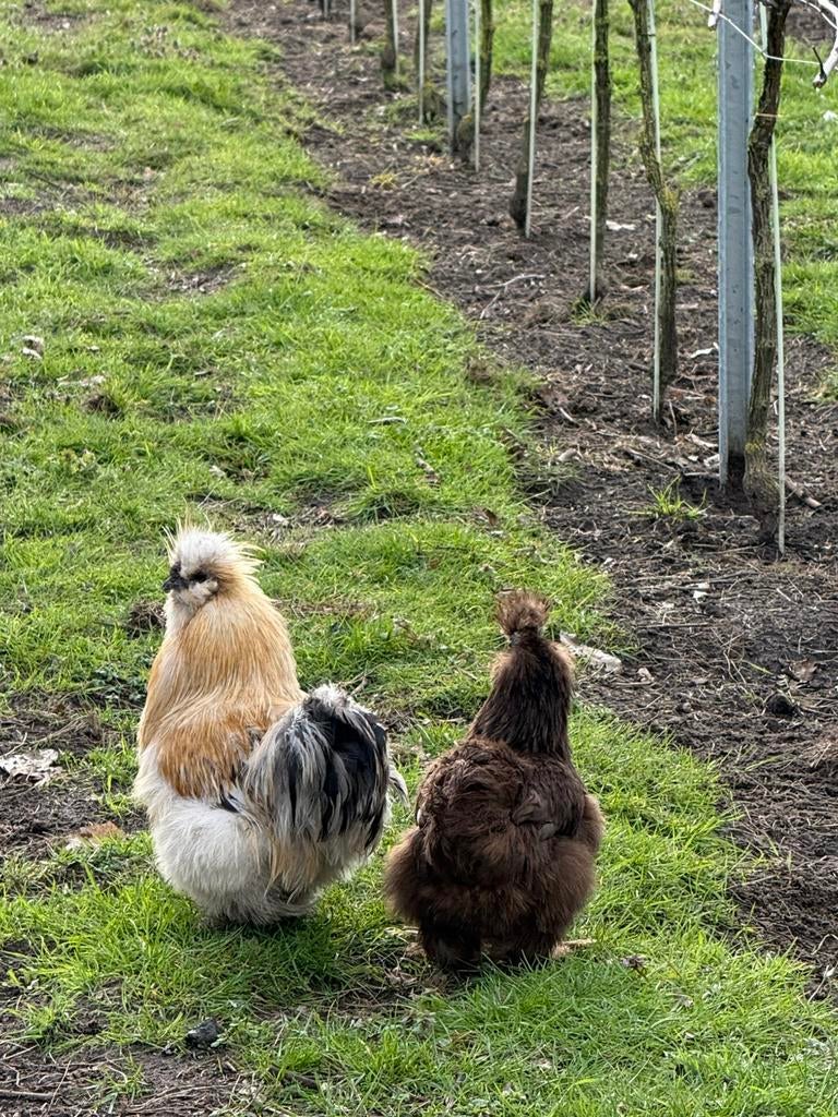 Zijdehoentjes, Dieren en Toebehoren, Pluimvee