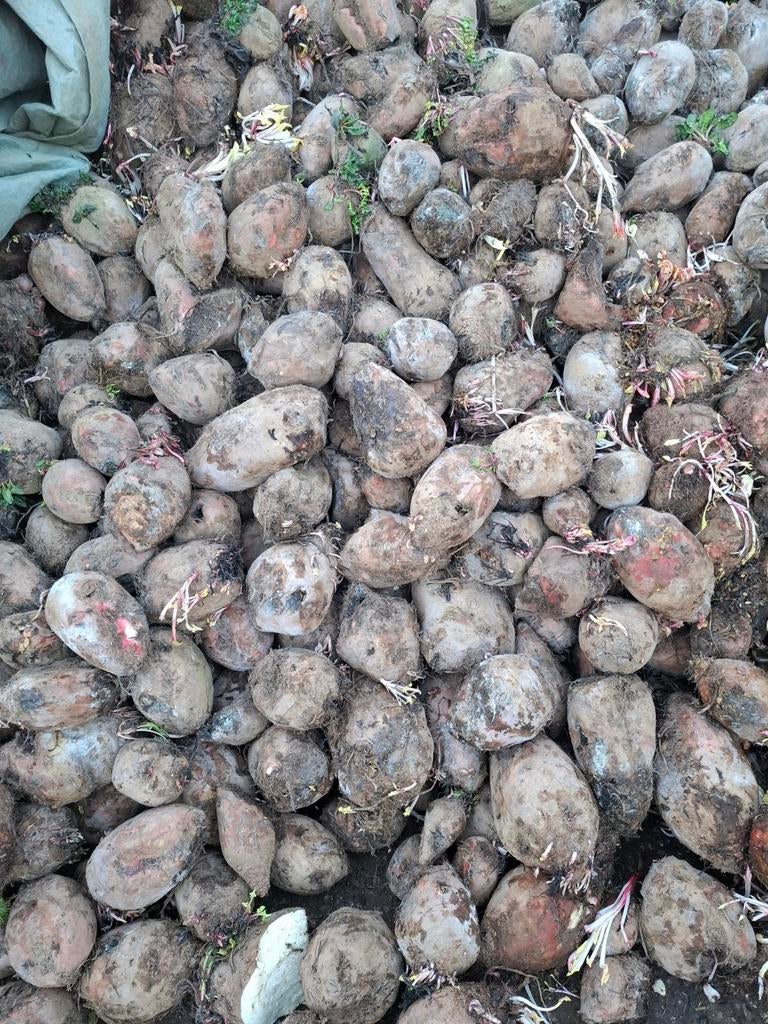 Voederbieten, Ophalen