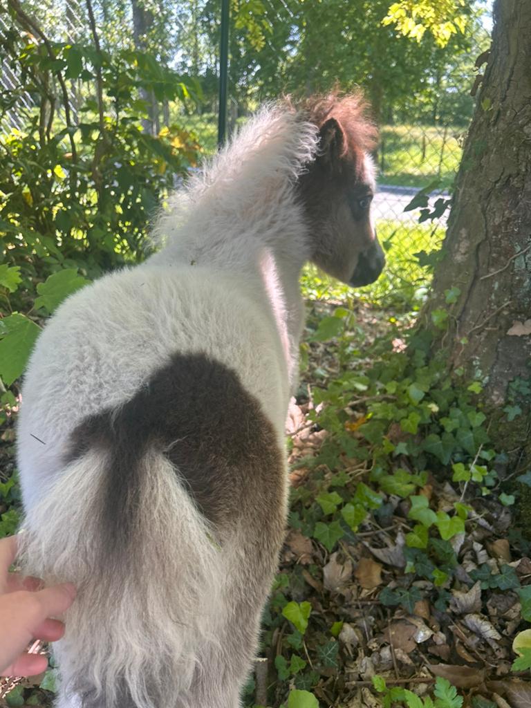 Shetland merrieveulentje zoekt warm plekje, Animaux & Accessoires, Poneys, Jument, Avec puce électronique