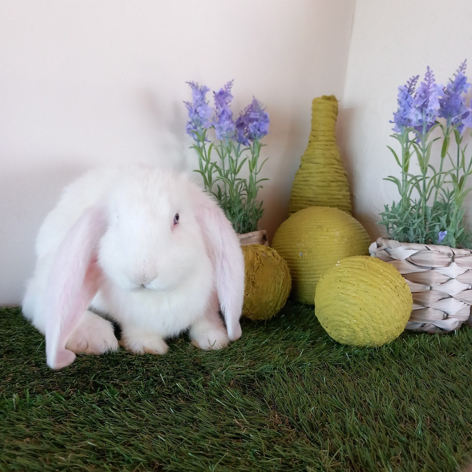 Franse hangoor ram, Mâle, Grand, Oreilles tombantes, 0 à 2 ans