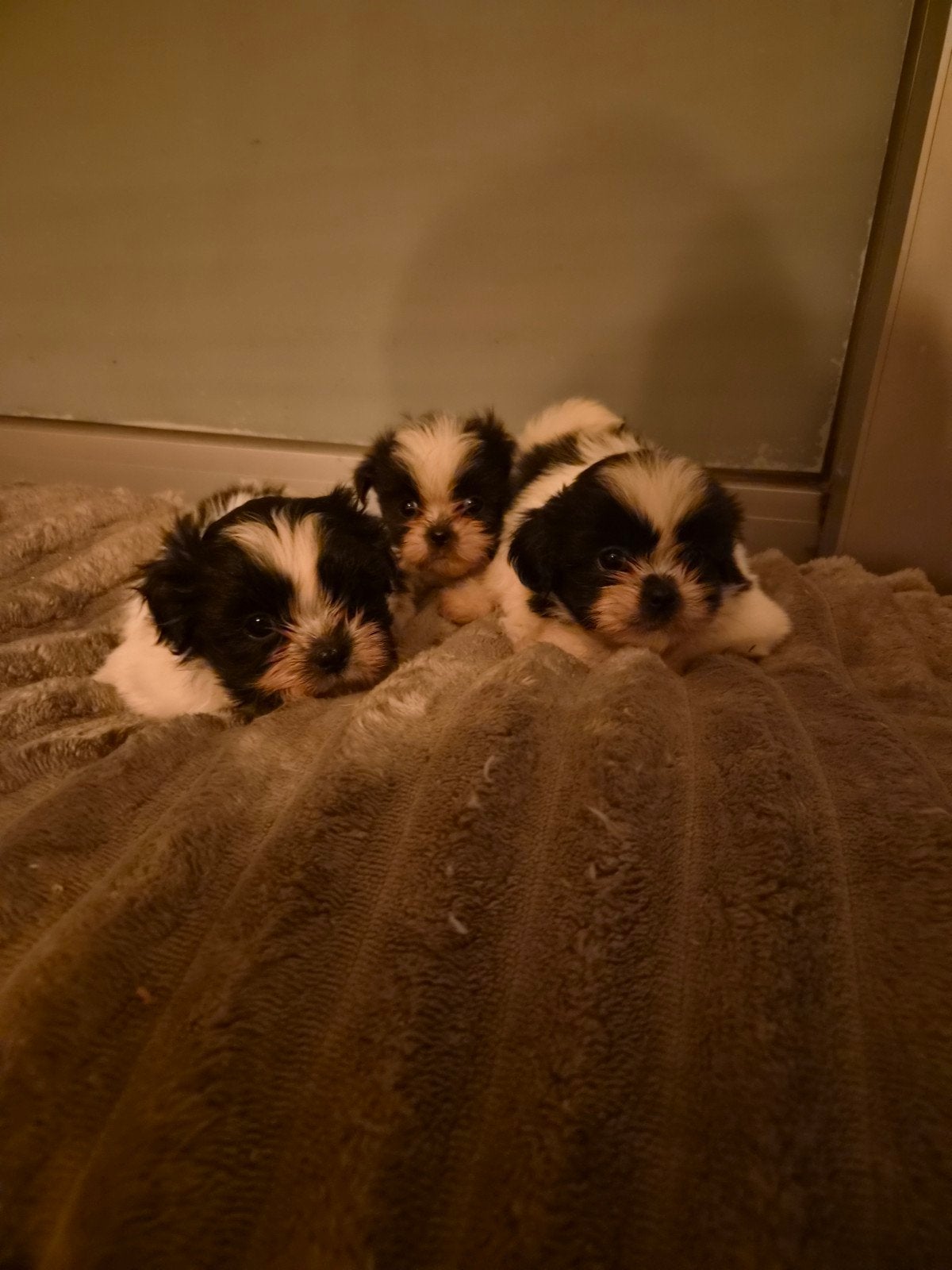 Shih-Tzu pups, België, Fokker | Hobbymatig, Overige rassen, 8 tot 15 weken