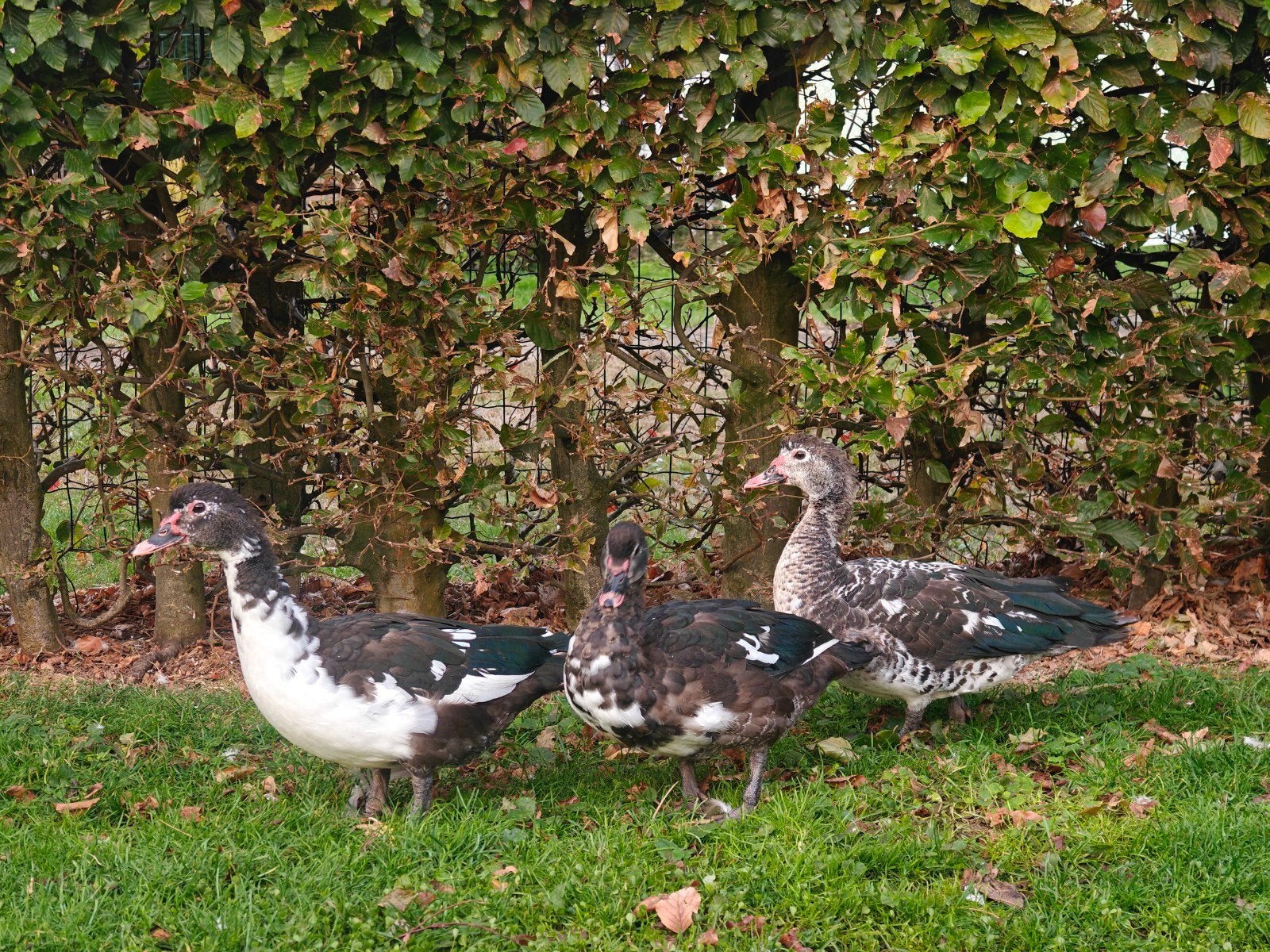 muskuseenden / muskuseend/  barbarie eenden / barberie eende, Animaux & Accessoires