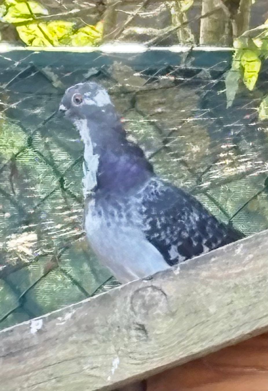 Figurita duif, Dieren en Toebehoren, Vogels | Duiven