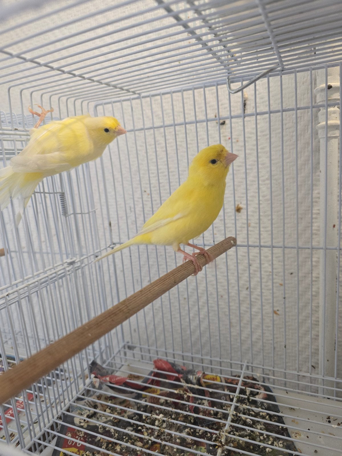 Couple canari 35€, Animaux & Accessoires