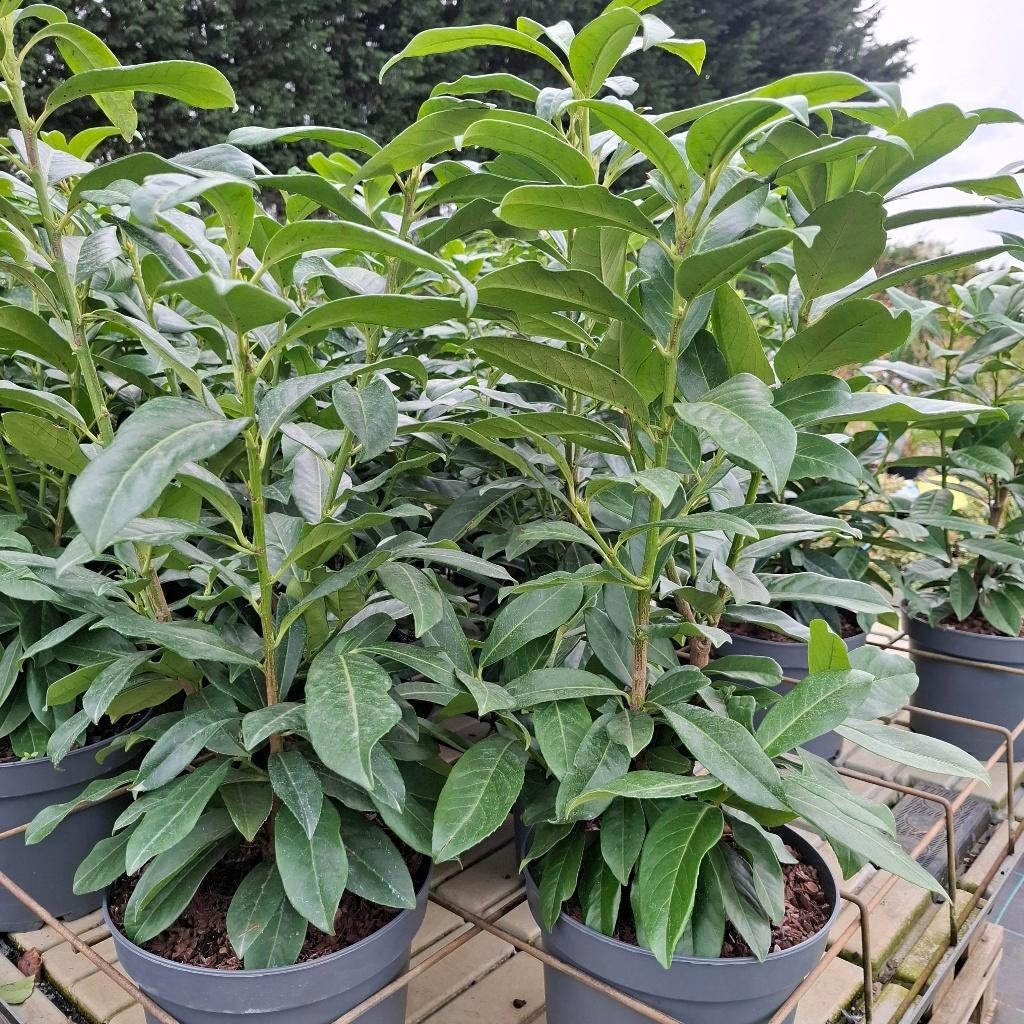 Laurierhagen in container, Tuin en Terras, Ophalen, Laurier, Haag, Minder dan 100 cm