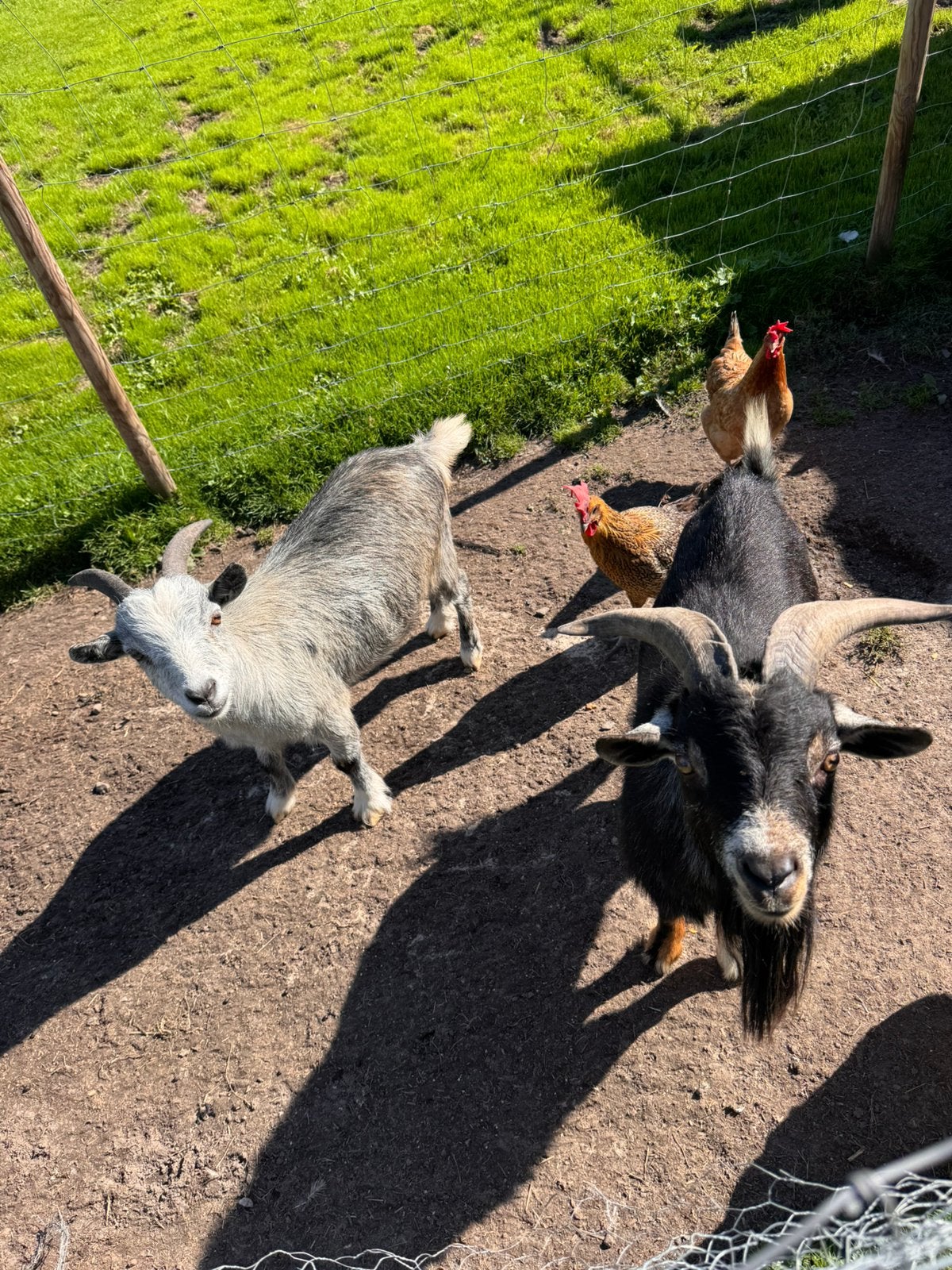 Geitjes, Dieren en Toebehoren, Mannelijk, Geit, 0 tot 2 jaar