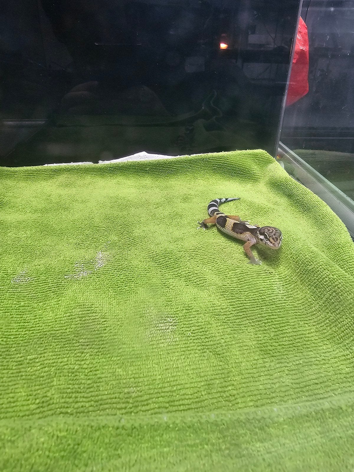 baby luipaardgekko h2, Hagedis, Tam, 0 tot 2 jaar
