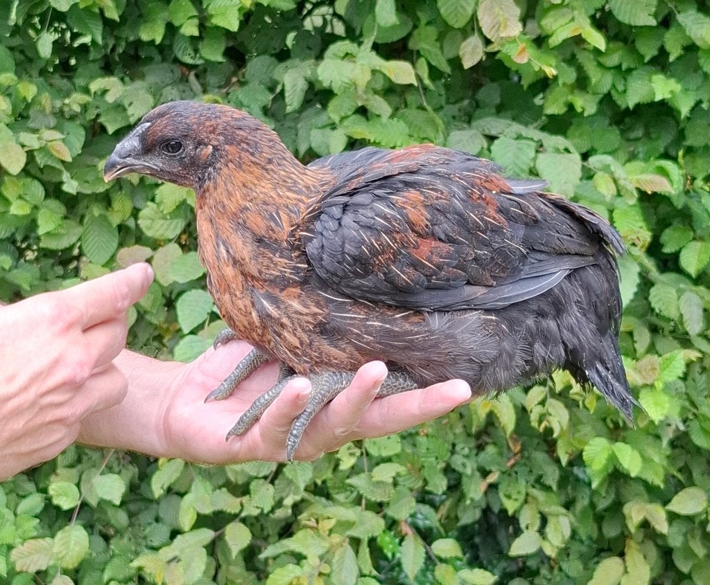 Brugse vechters te koop