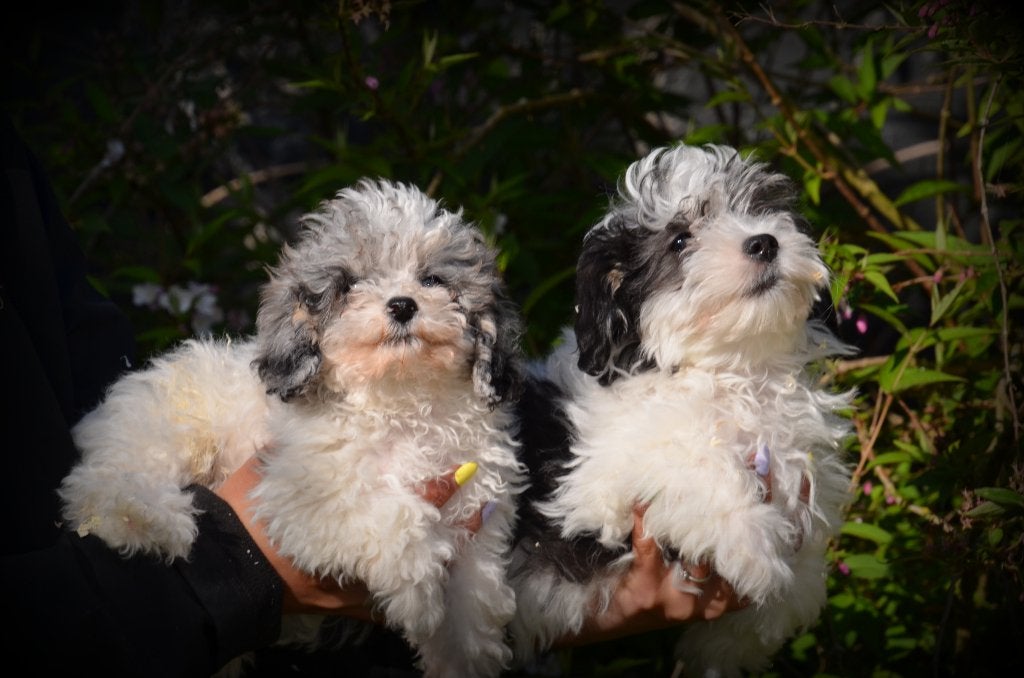 Chiots Maltipoo, 15 semaines à 1 an, Maladie de Carré (chiens), Belgique, Éleveur | Professionnel