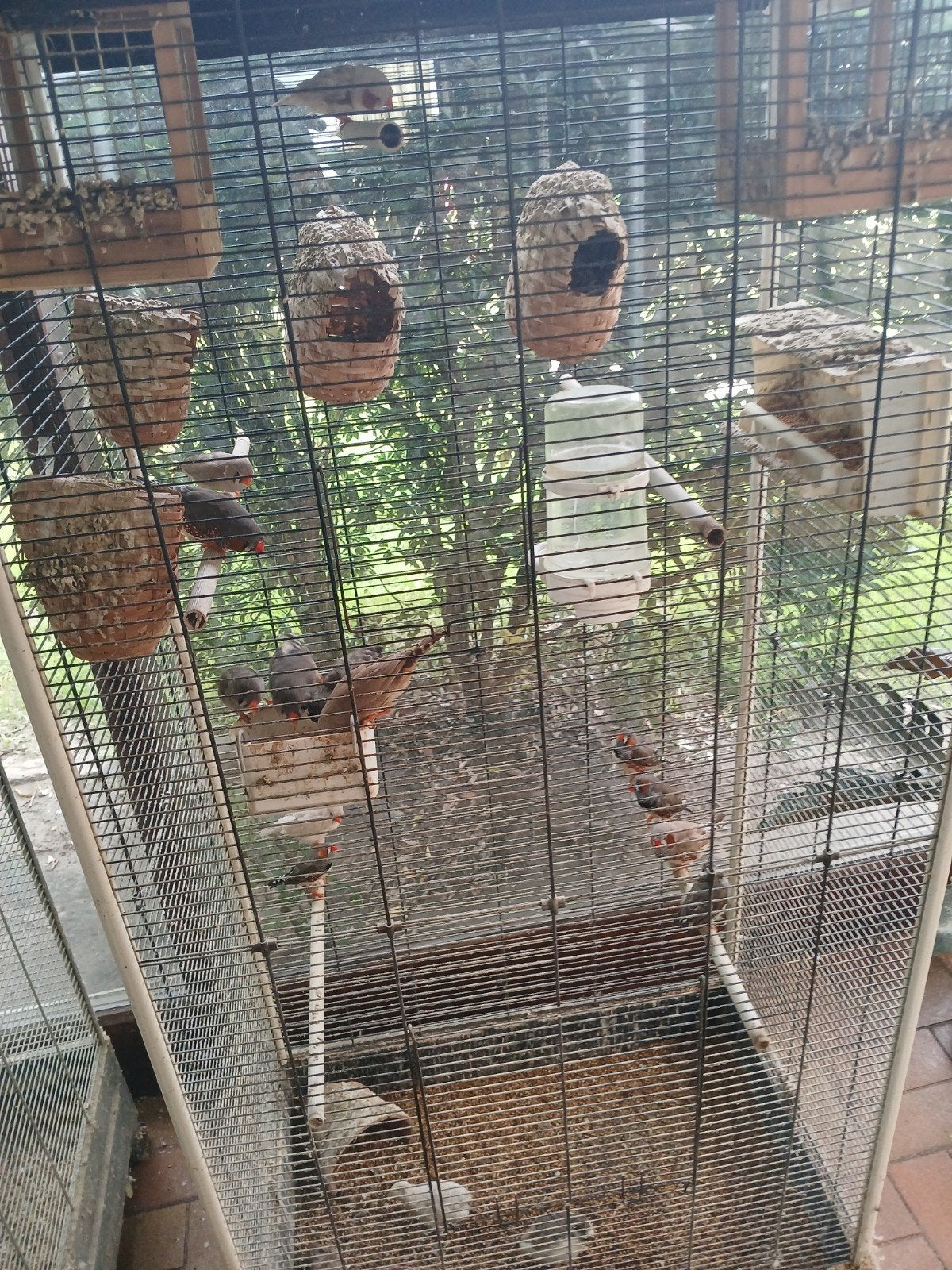 vogel kooi + stof 8 koppels zebravinken, Enlèvement