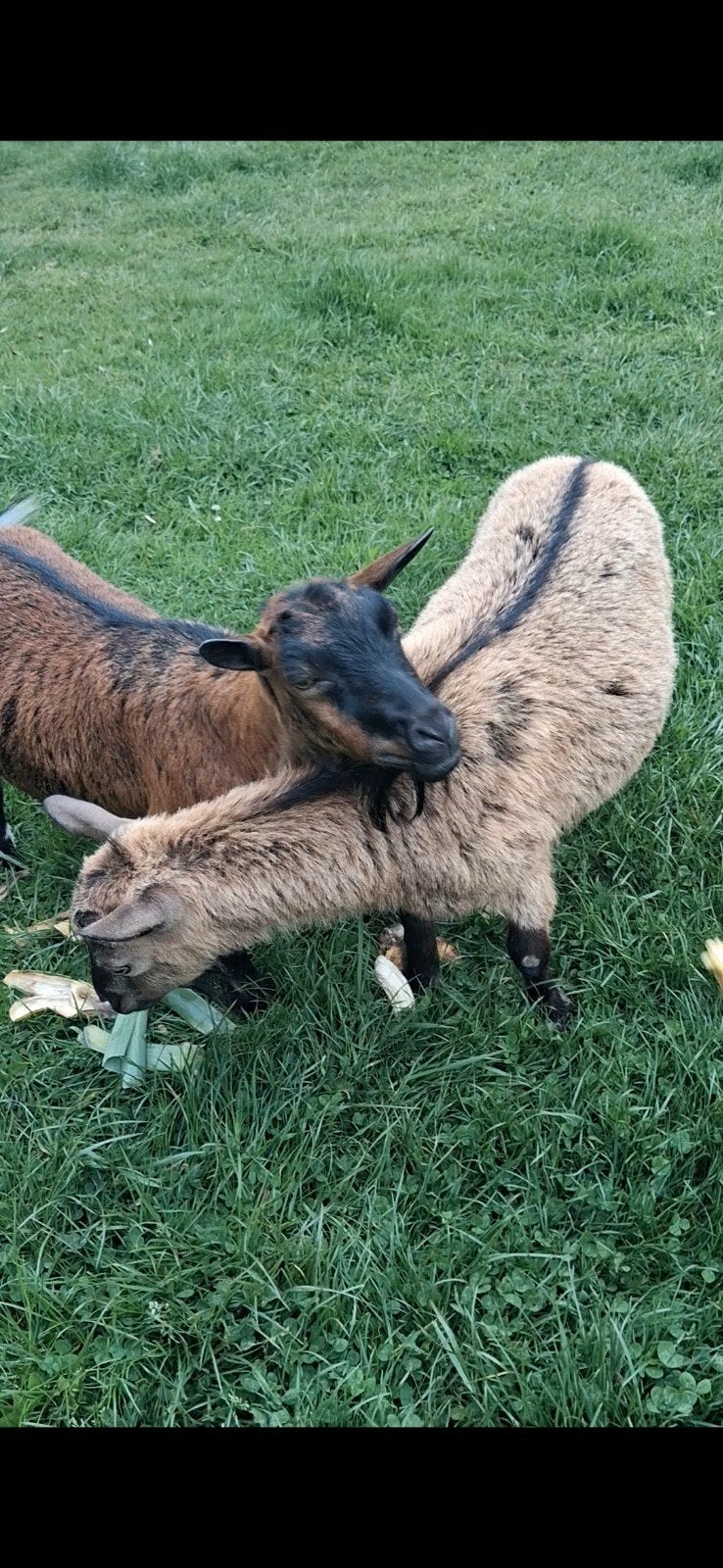 Dwerggeitjes miekes, Animaux & Accessoires, Moutons, Chèvres & Cochons, Femelle, Chèvre, 3 à 5 ans