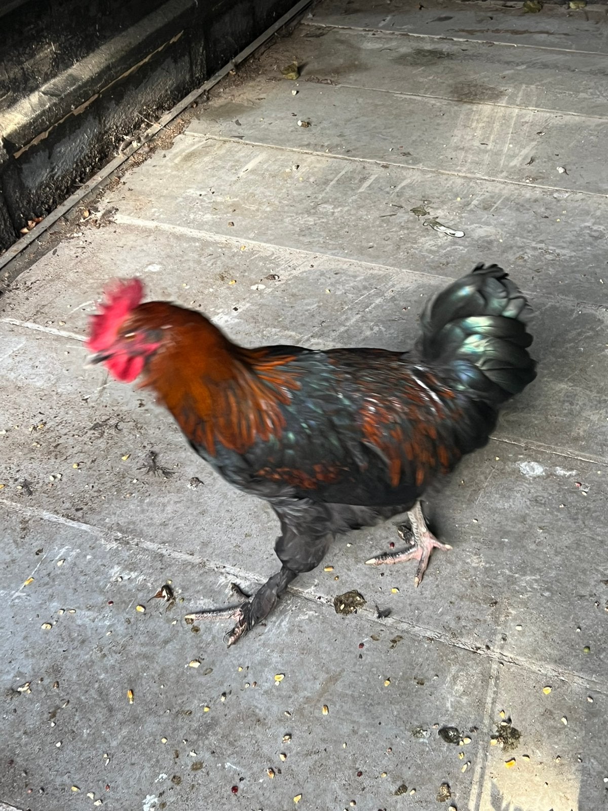 Groepje Marans kippen., Dieren en Toebehoren, Meerdere dieren, Kip