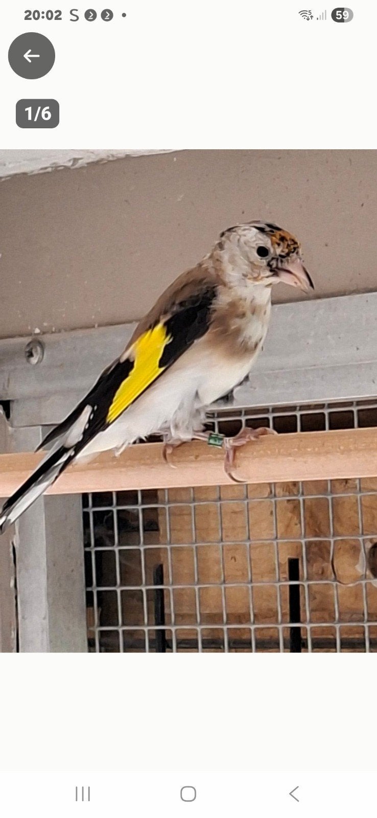 Distelvink