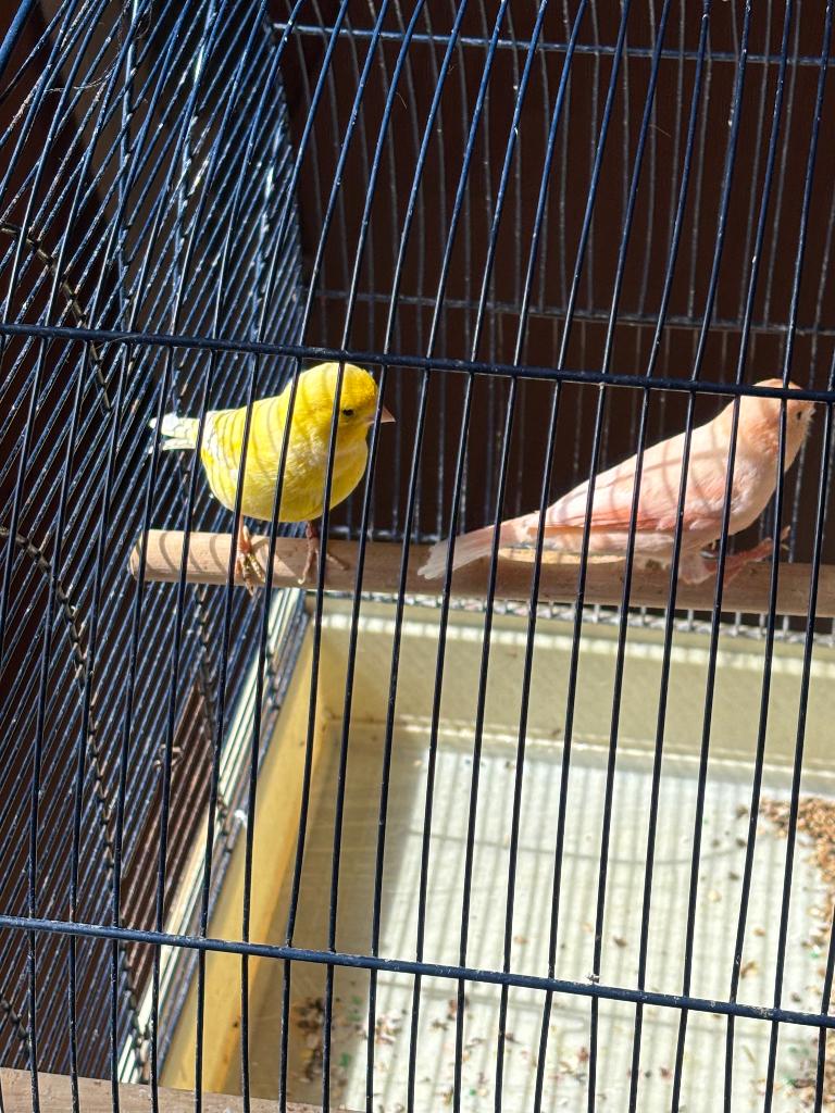 Canaris