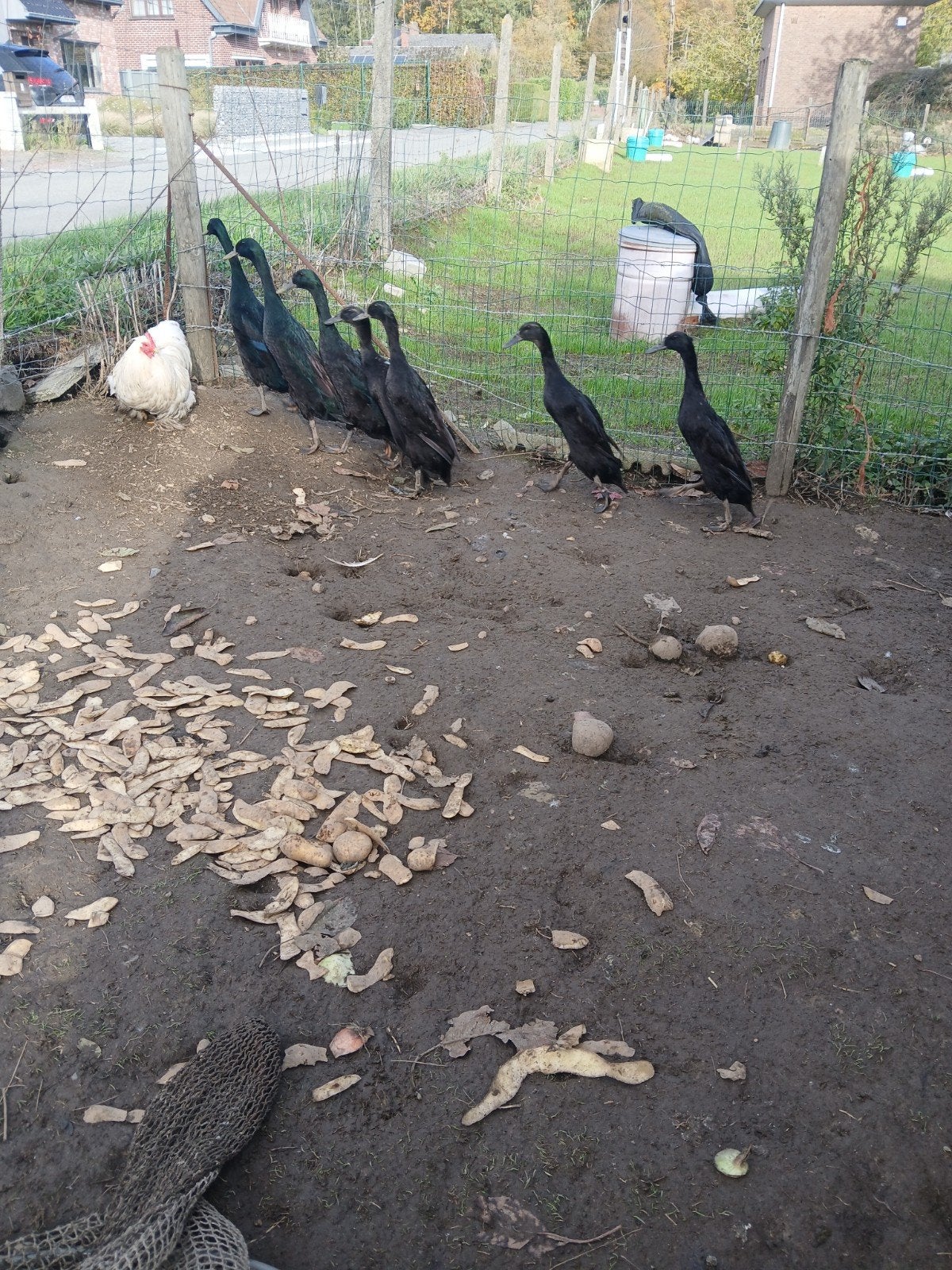 Coureurs, Animaux & Accessoires, Canard