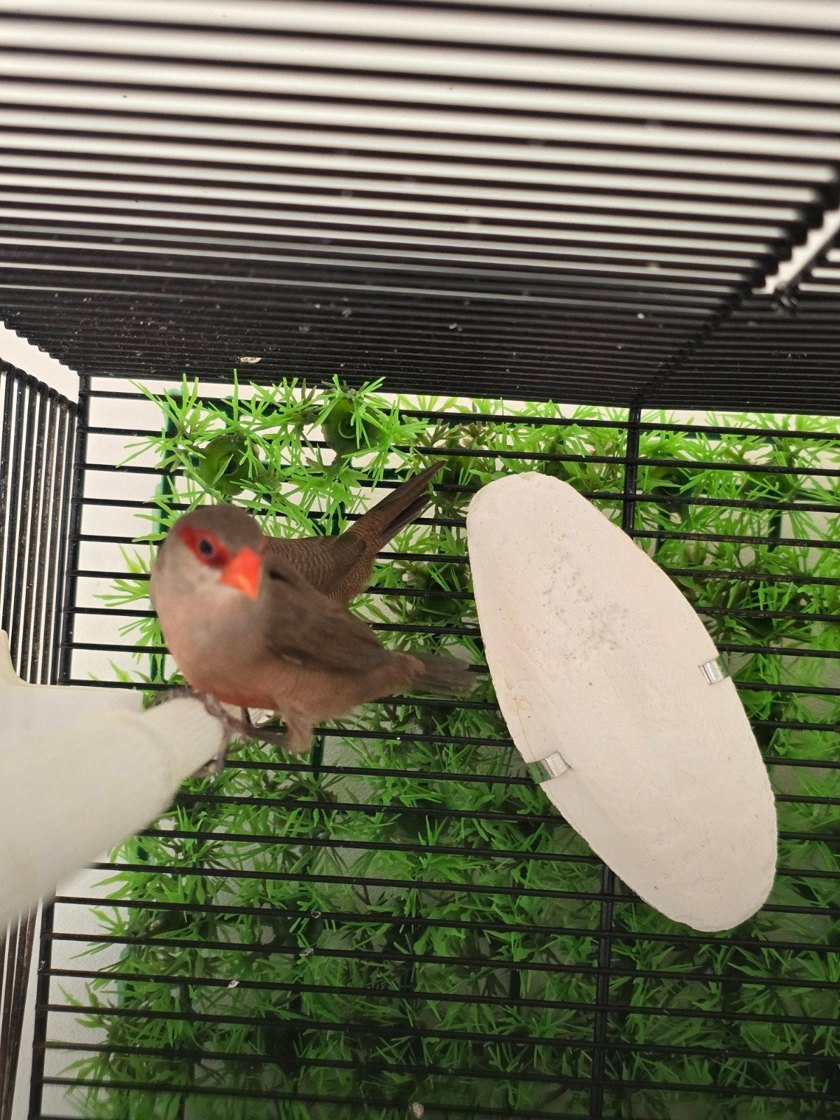 Astrild l'oiseau