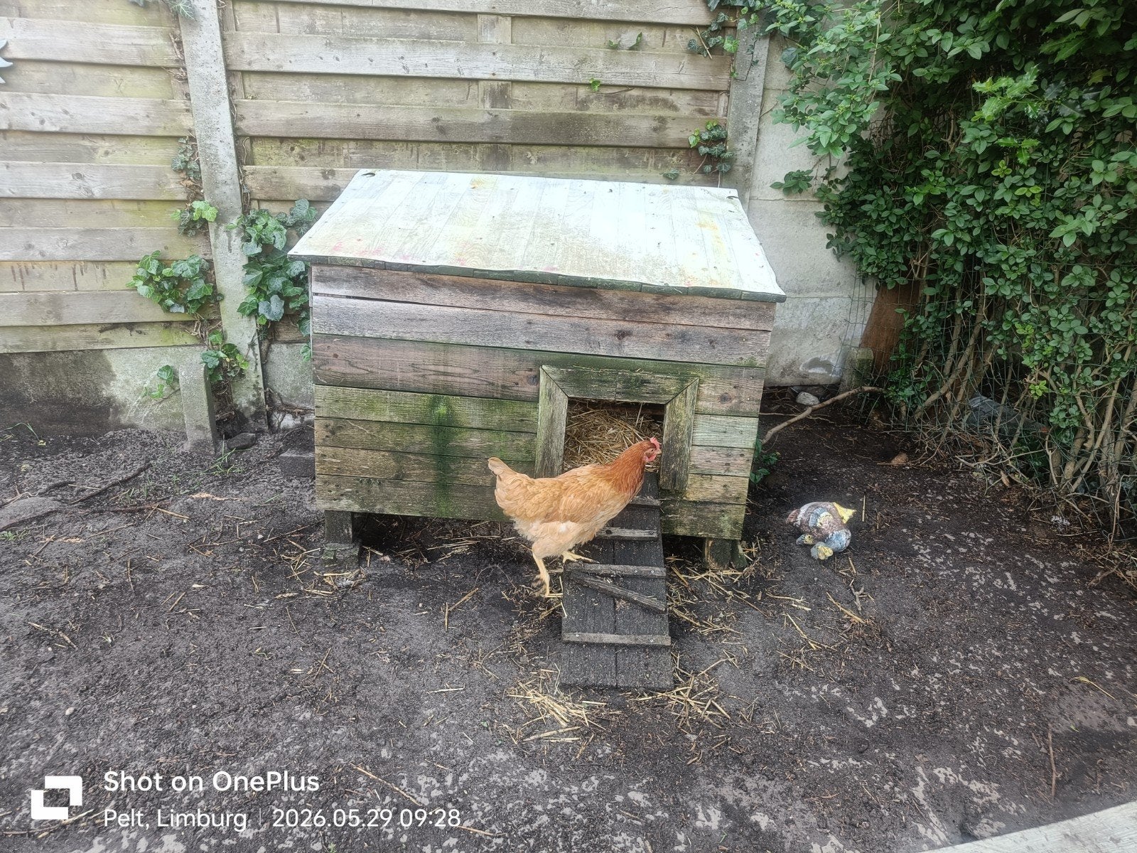 Kippenhok voor 3 kippen , 50€, Dieren en Toebehoren, Ophalen