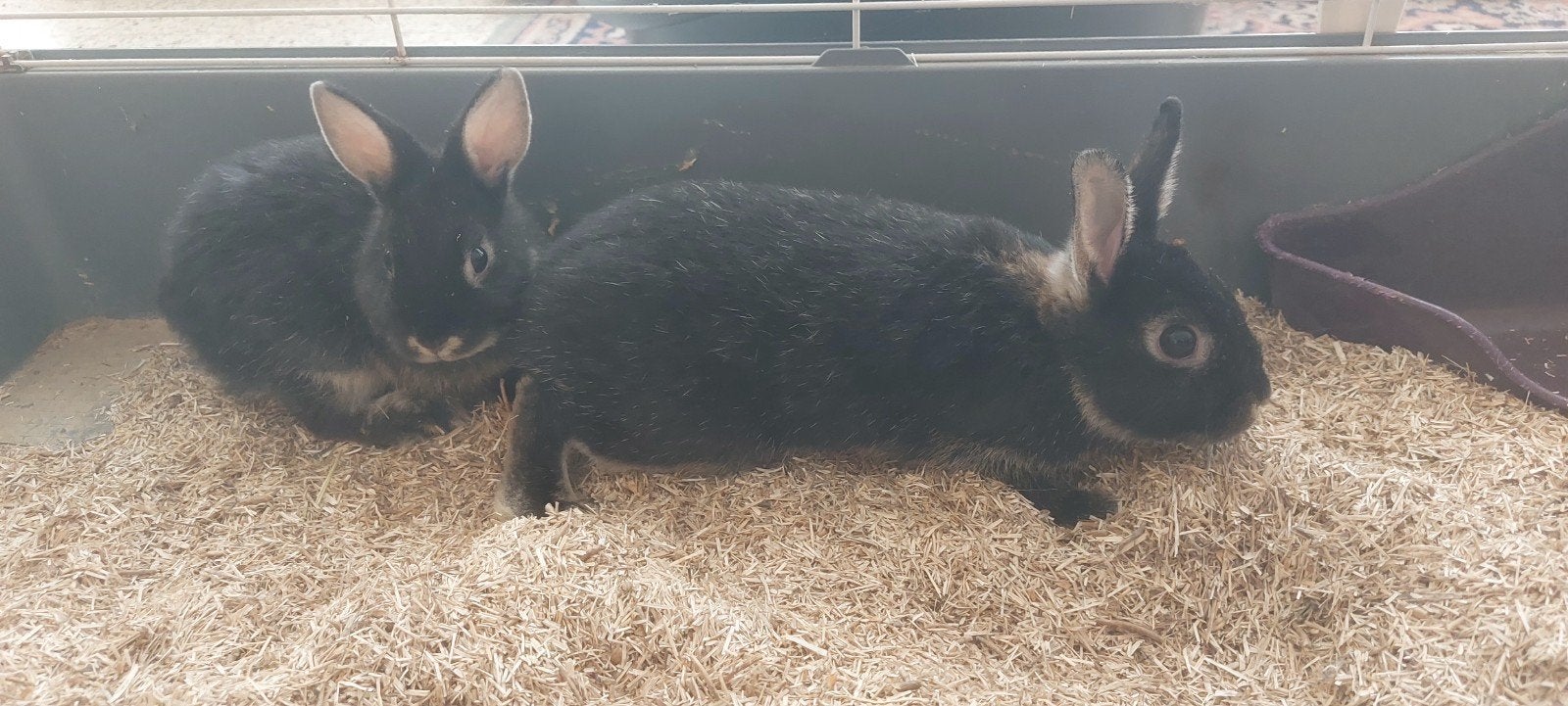 2 lapins nains (avec ou sans cage), Femelle, Nain, 0 à 2 ans