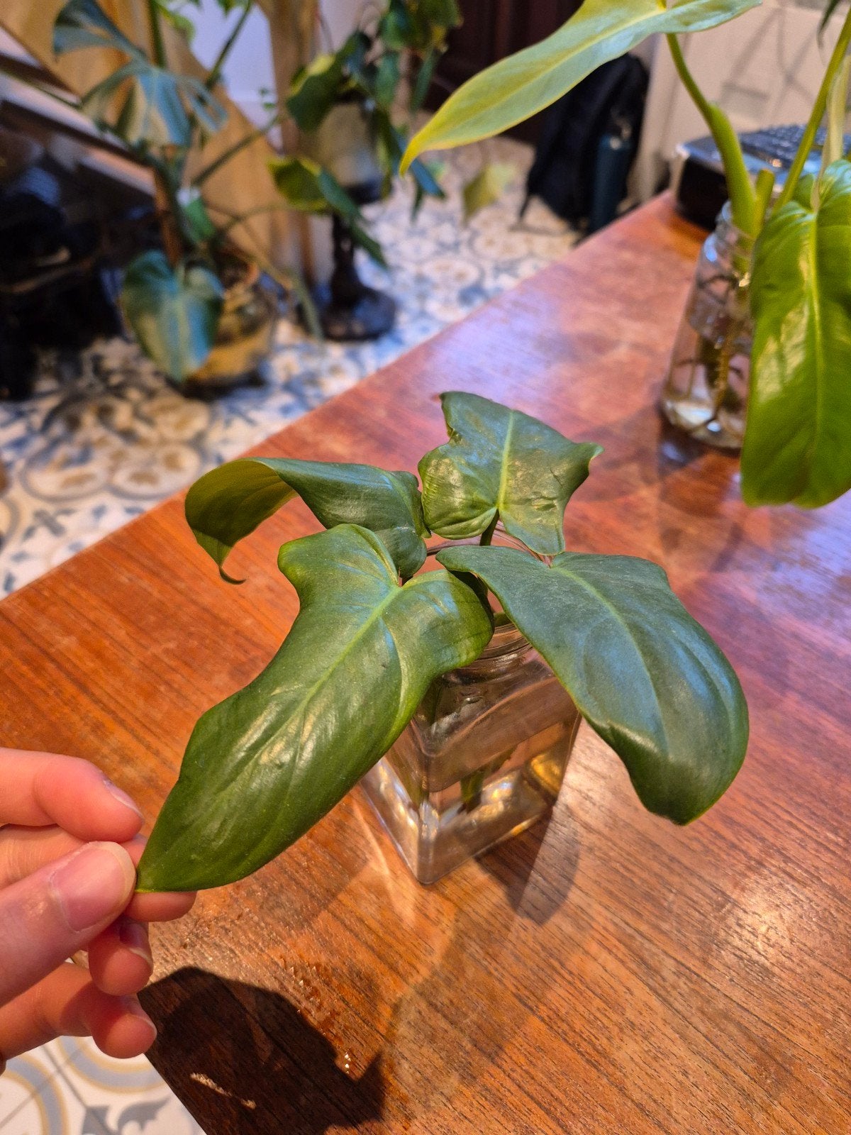 Philodendron bipennifolium, Ophalen of Verzenden