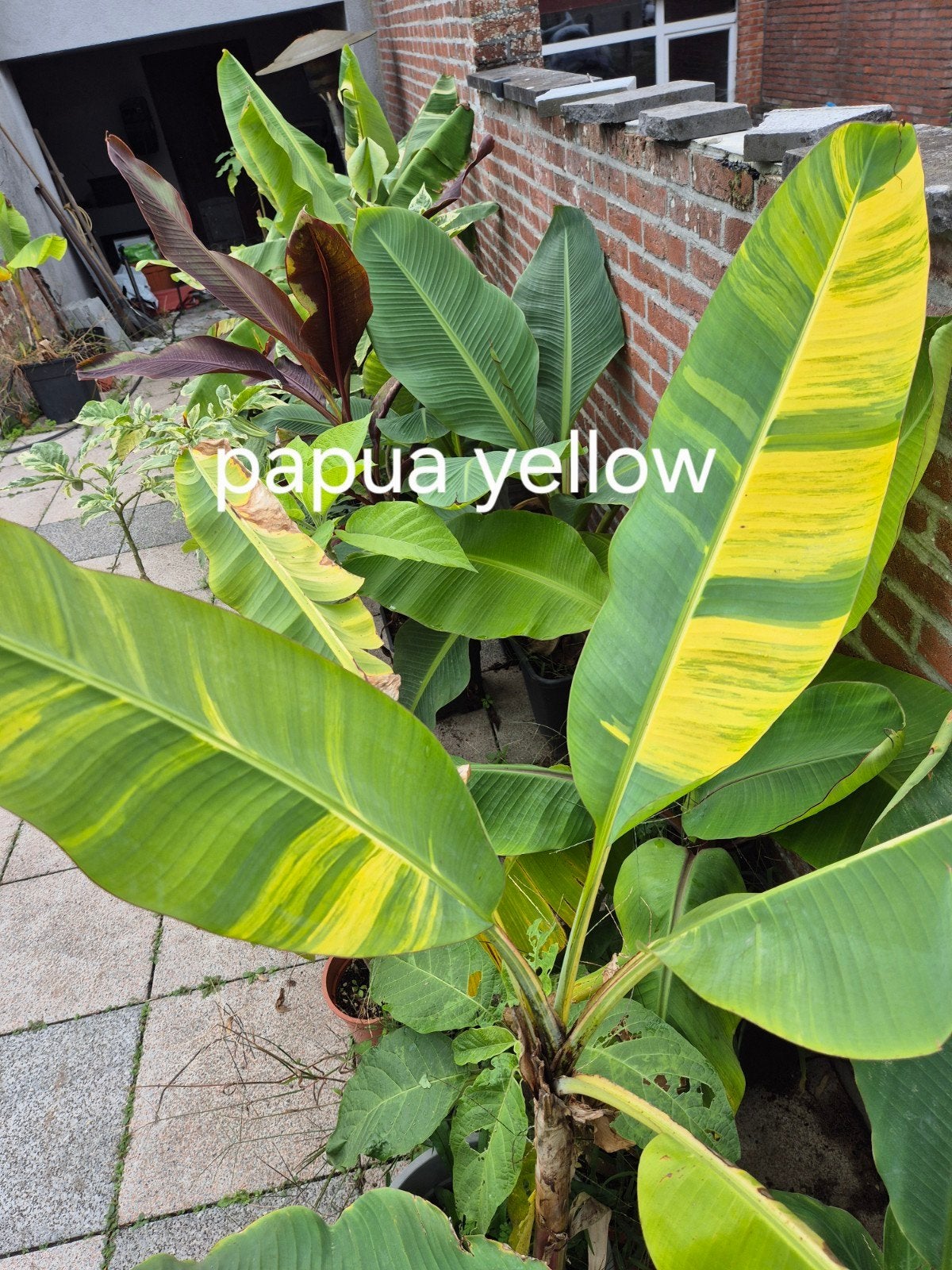 musa papua yellow, Tuin en Terras, Ophalen