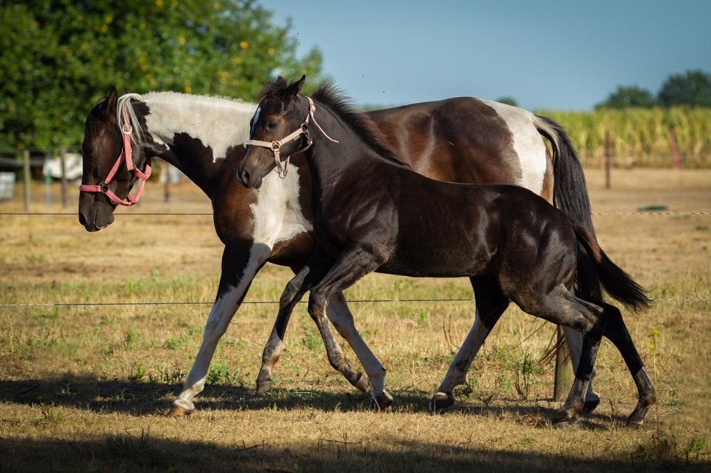 Knappe paint horse veulens, Dieren en Toebehoren, Minder dan 160 cm, Met stamboom, Niet van toepassing, 0 tot 2 jaar