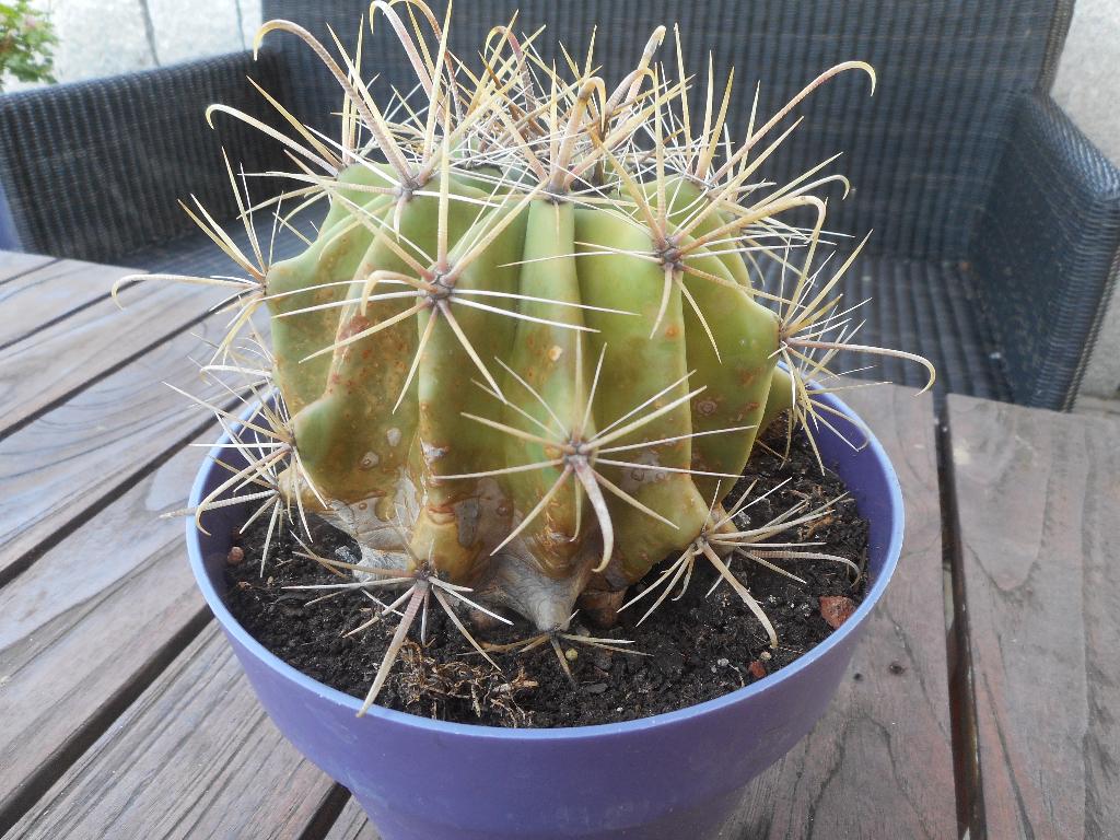 planten, Tuin en Terras, Planten | Tuinplanten, Overige soorten, Volle zon, Vaste plant, Ophalen of Verzenden