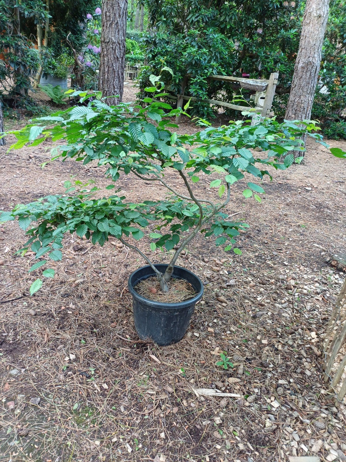 carpinus bonsai haagbeuk, Ophalen, Haagbeuk