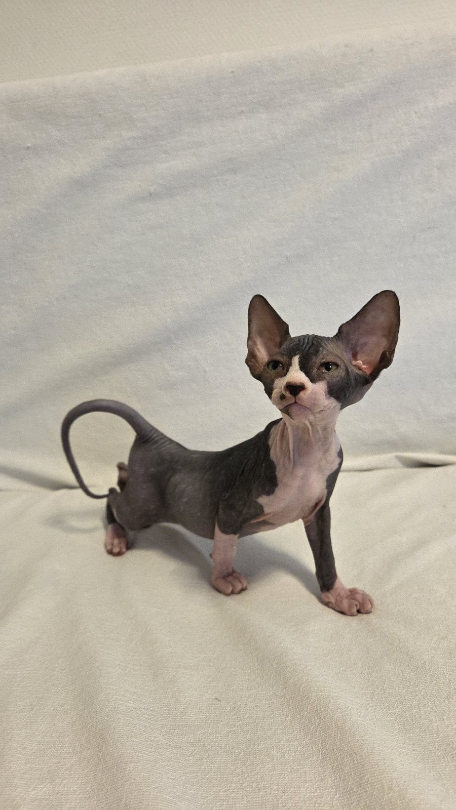 Erkende hobbykwekerij Sphynx Loves You, Dieren en Toebehoren, Poes, Met stamboom, 0 tot 2 jaar