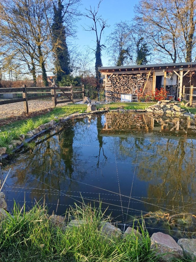 Goudvissen te koop, Dieren en Toebehoren, Goudvis(sen)