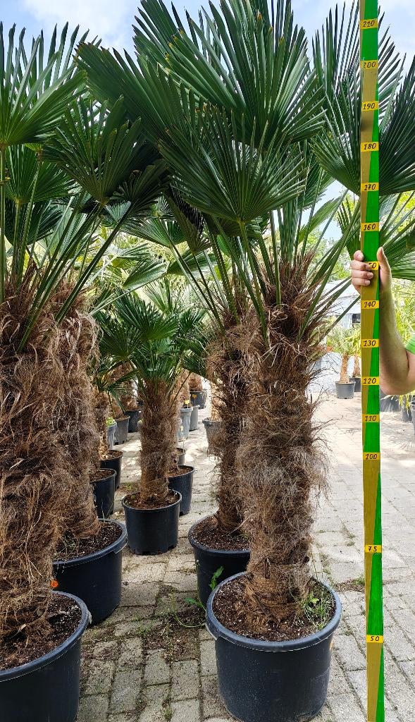 Trachycarpus Wagnerianus palm, Tuin en Terras, Ophalen, In pot