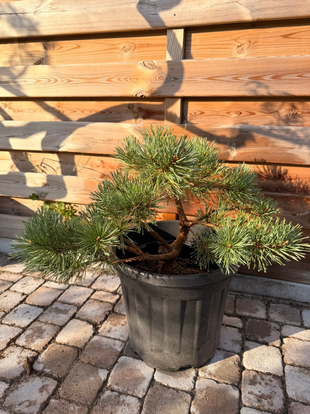 Bonsai, Tuin en Terras, Planten | Bomen, Ophalen