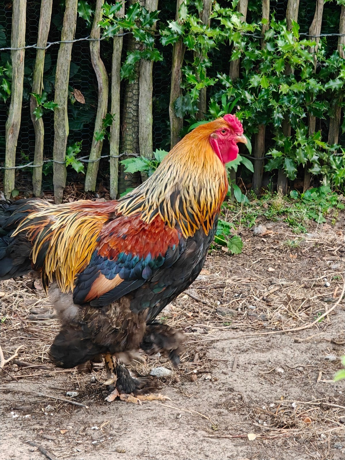 Brahma haan zoekt nieuwe thuis, Mâle, Poule ou poulet