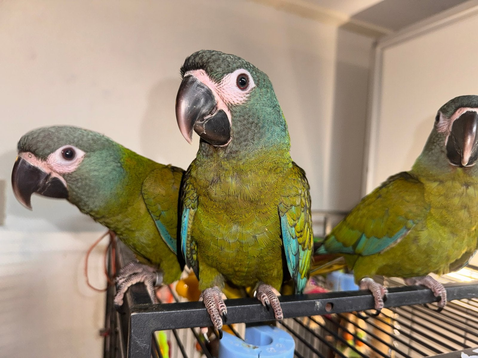 Jonge super lieve dwerg ara’s (ara Couloni, blauwkop ara), Dieren en Toebehoren, Papegaai, Pratend