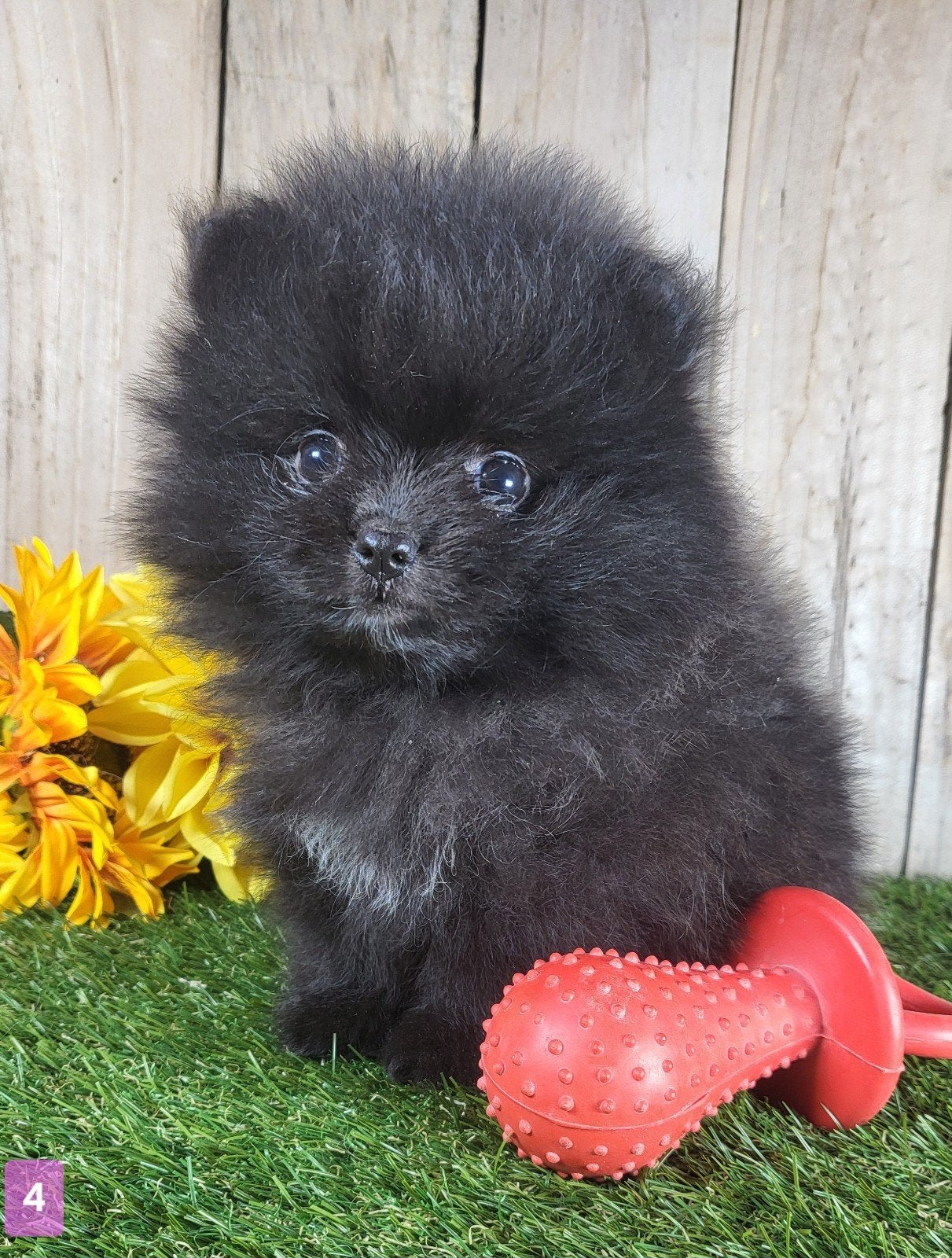 Pomeriaan pup / dwergkees pup / pomeranian pup / pom pup, België, Keeshond, CDV (hondenziekte), 8 tot 15 weken