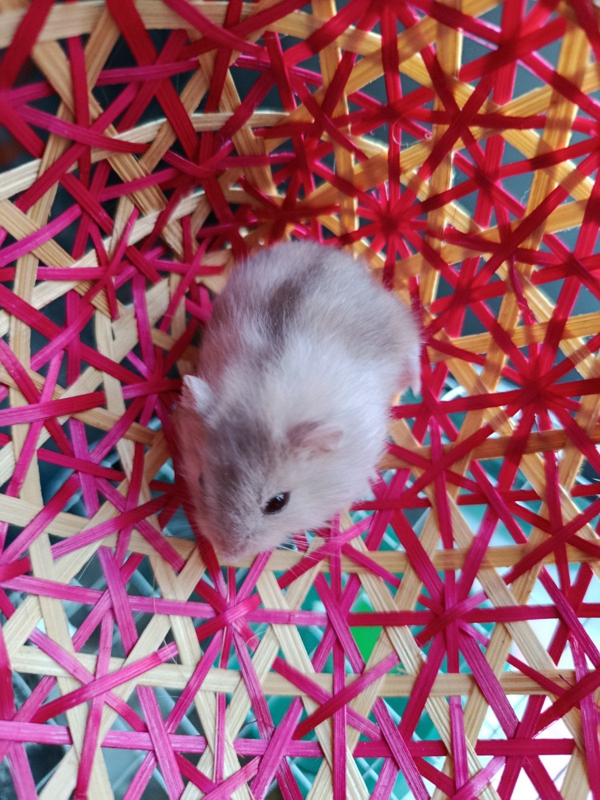 Hamster nain russe, Animaux & Accessoires, Rongeurs, Hamster, Domestique, Plusieurs animaux, Mai