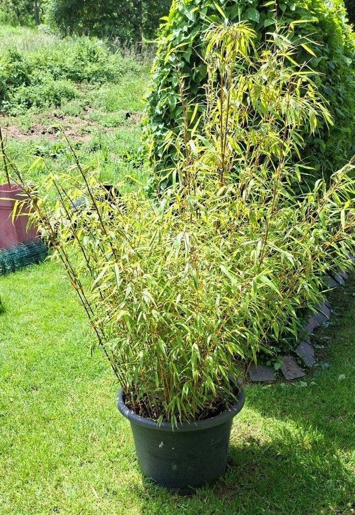 2 bambous Fargesia non traçant pleine croissance, Jardin & Terrasse, Enlèvement, Bambou