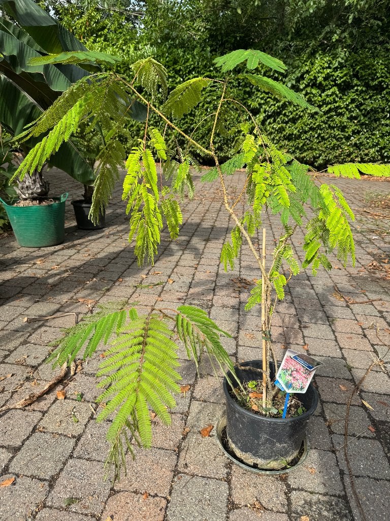 Albizia julibrissin, Enlèvement, Plante fixe