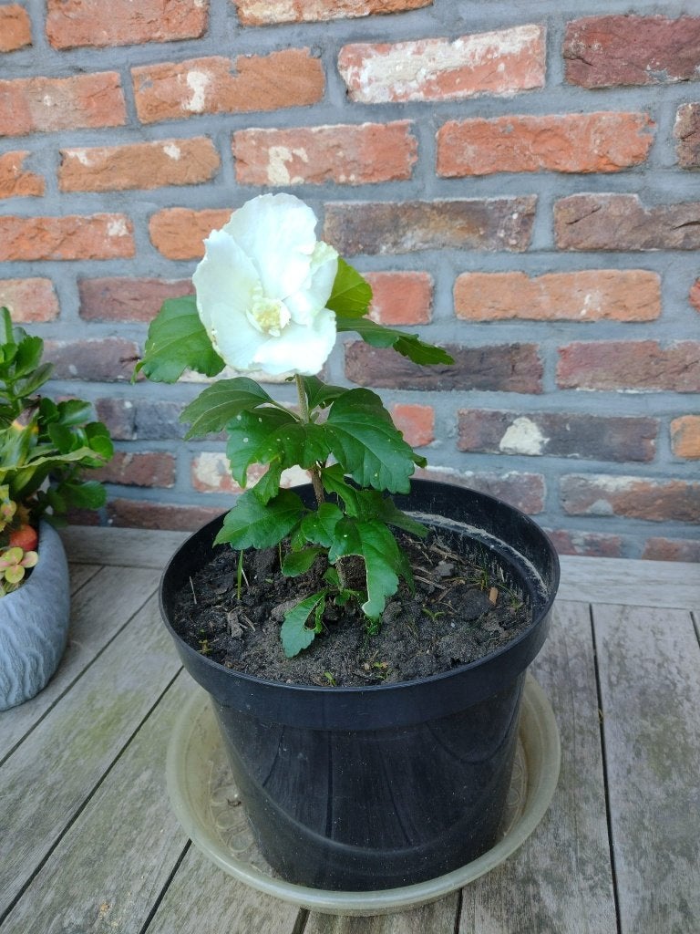 witte hibiscus, Tuin en Terras, Ophalen