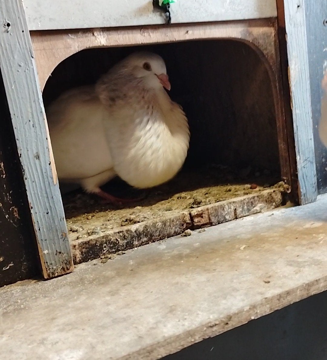 Mooie doffer, Dieren en Toebehoren