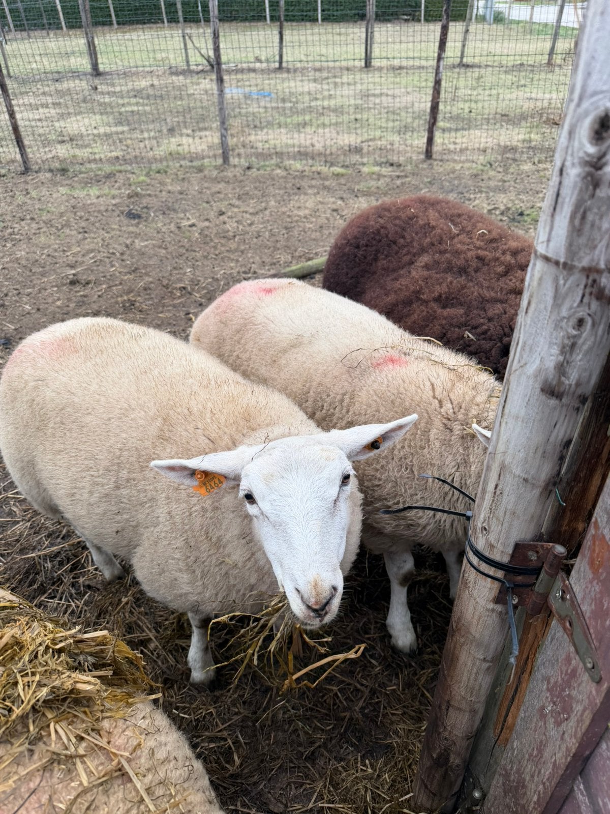 Schapen te koop, Animaux & Accessoires, Moutons, Chèvres & Cochons
